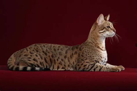The Five Most Expensive And Famous Cat Breeds Of Our Time