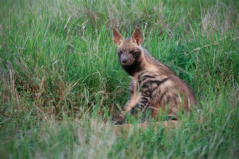 Thy have a mane of fur on their neck, which stretches to about their shoulders. Striped Hyena | Sean Crane Photography