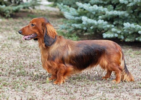 938 Red Long Haired Dachshund Stock Photos Free And Royalty Free Stock