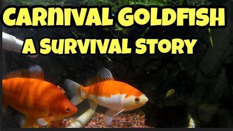 Carnival Goldfish A Survival Story Youtube
