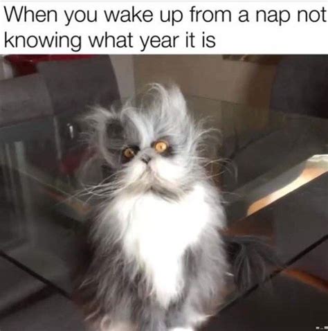 60 New Hot Funniest Cat Memes To Welcome 2021 Paw Paw Go