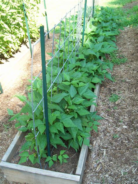 Summer Squash Trellis Vegetable Gardening With Lorraine