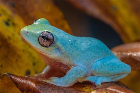 The Powder Blue Mountain Frog Philautus Asankai Is A Beautiful And