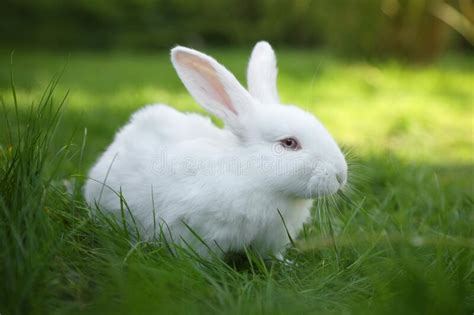 Cute White Rabbit On Green Grass Outdoors Stock Image Image Of Fauna