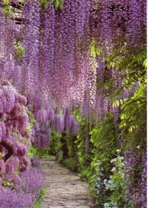 17 Best Images About Lilac And Wisteria On Pinterest Gardens
