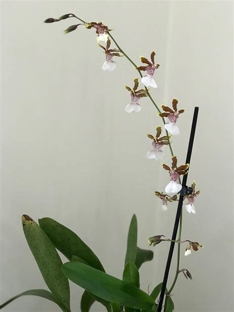 Orchids And Ikebana The Two Oncidium Orchids Dancing Lady Orchid