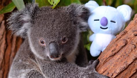 Check Out These Super Cute Pics Of Koya The Koala Named