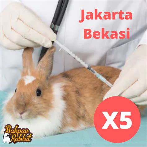 Paket Suntik Scabies Kelinci X5 Jakarta Layanan Ke Rumah Bakpao Rabbit