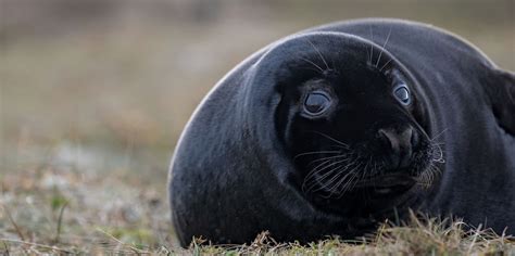 Rare Black Seal Pups Spotted At Blakeney Point Nature Reserve Norfolk