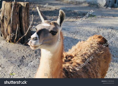 Llama Of White Gray And Brown Color Close Up Side View Llama In The