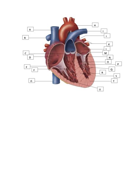 Heart Chambers And Valves Diagram Quizlet