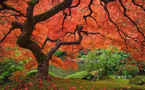 Beauty Of This Unbelievable Earth Portland Japanese