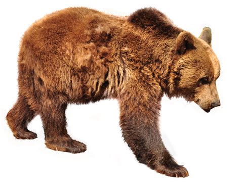 Grizzly Bear Png Png Image Collection