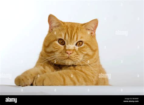 British Shorthair Cat Portrait Stock Photo Alamy
