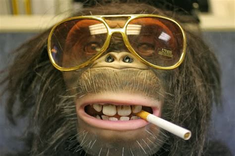Funny Monkeys With Glasses ~ Go Gallery