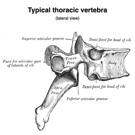 Vertebra Radiology Reference Article Radiopaedia Org