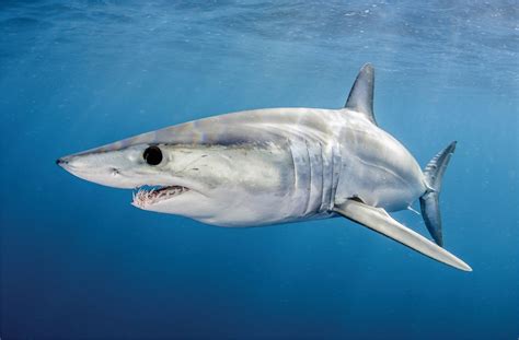 15 Most Popular Types Of Sharks Around The World 2022