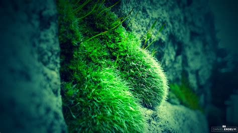 Online Crop Green And Black Leaf Plant Nature Moss Photography