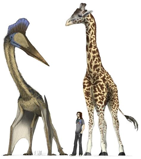 The Largest Pterosaurs Top 10