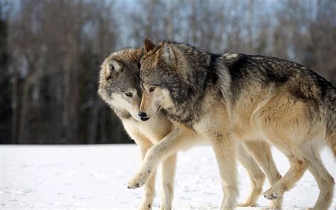 Pareja De Lobos Gris Two Wolves In Snow 704136 Hd Wallpaper