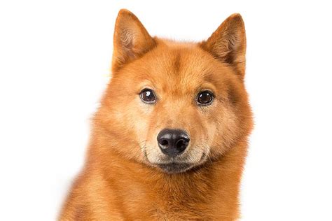 Finnish Spitz Dog Breed Information