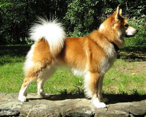 Icelandic Sheepdog Dog Breed Information And Facts