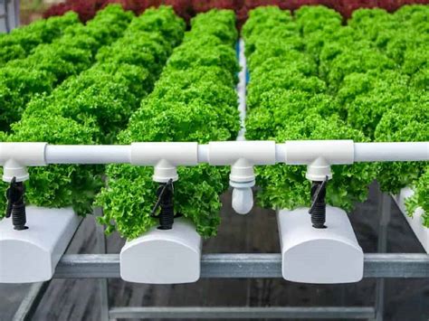 Hydroponic Farming Top 6 Hydroponic Systems For Your Crops