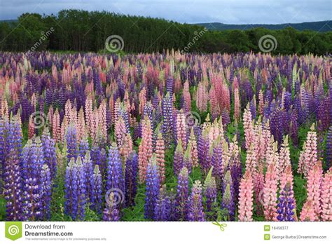 Add a bio, trivia, and more. Russell Lupin Flowers Royalty Free Stock Photography ...