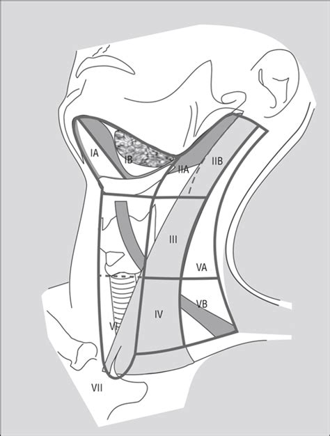 Consensus Statement On The Classification And Terminology Of Neck