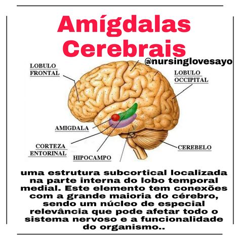 Amígdalas Cerebrais Anatomia Patológica