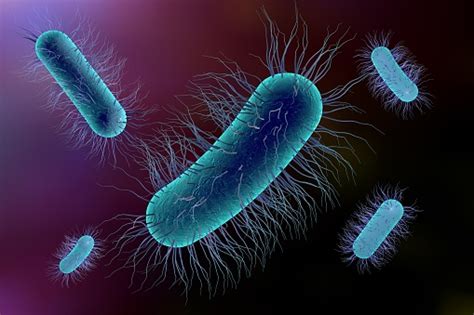 Escherichia Coli Bacterium Foto De Stock Y Más Banco De Imágenes De
