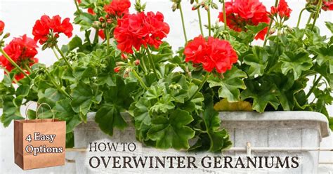 4 Easy Ways To Overwinter Geraniums Empress Of Dirt