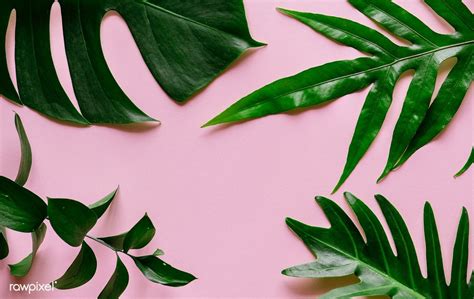 Download Premium Photo Of Tropical Leaves On Pink