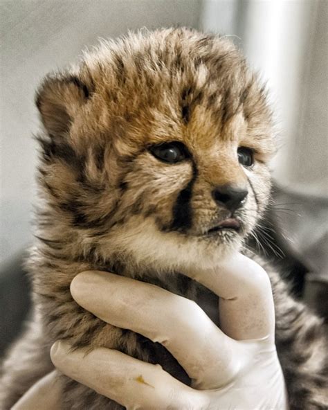 Newborn Cheetah Cubs Being Hand Raised At National Zoo Cute Wild