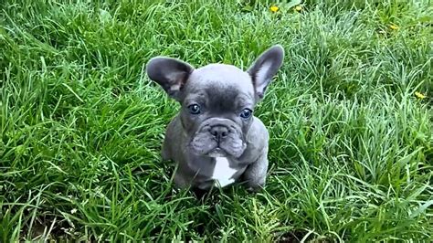 French bulldogs can be found with a variety of different coat colors and patterns, and there are several variations in eye color, mask color, and paw color. Blue french bulldog puppy for sale - YouTube