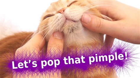 Should You Pop Dog Pimples