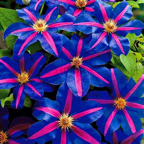 To give clematis a good start, plant clematis during spring, summer or autumn selecting a good weather spell and rain after planting is helpful, providing it is not a mini. Sale!100 Clematis bonsai Clematis montana Mayleen garden ...