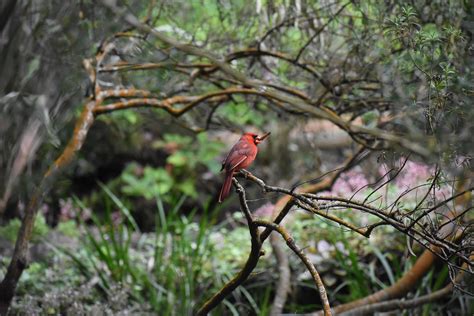 Northern Cardinal In Maui Hawaii Usa Birdpics