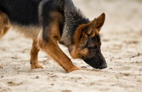 How Many Scent Receptors Do German Shepherds Have Puppy Herd