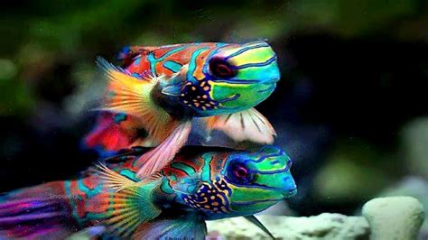 Beautiful Fish In The World Top 10 Fish Youtube
