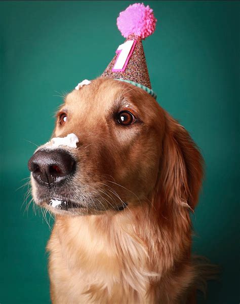 Dog Birthday Hat Pet Party Hat Puppy Birthday First Etsy