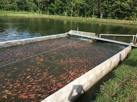 In Pond Raceway Culture Of Red Tilapia Responsible Seafood Advocate