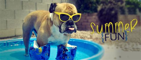 Pet Safety Tips For A Fun And Safe Summer
