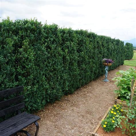 Buxus Sempervirens Fastigiata Fastigiata Boxwood From Saunders