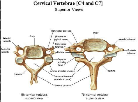 Diagram Of Typical Cervical Vertebrae