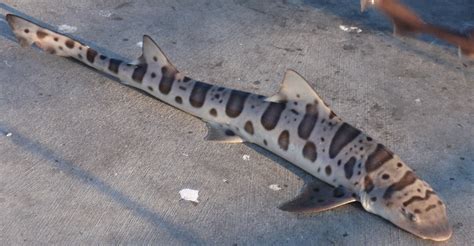 Record Number Of Leopard Shark Deathsare Brain Eating Parasites