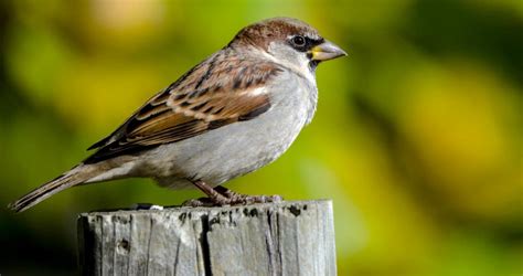 Identifying Bird Pests Sparrows Bird Spike Control