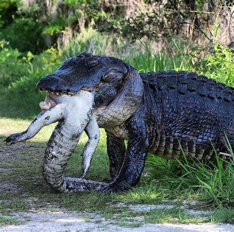 Massive alligator eats smaller gator. : natureismetal