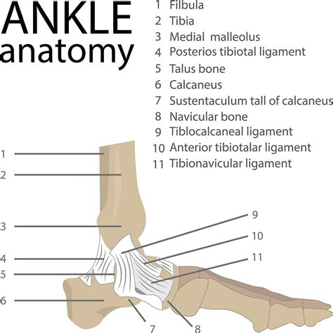 Parts Of The Ankle Diagram