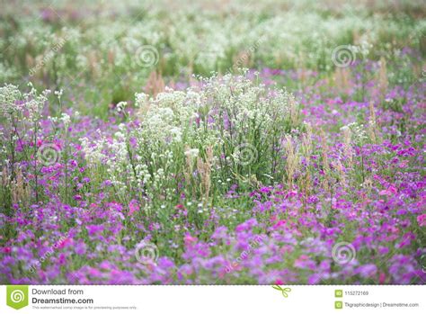 Spring Purple Wild Flower Field Stock Image Image Of Field Heather